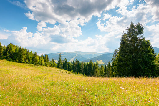 countryside mountain landscape in summer. lush grassy pasture on a hill near forest. rural outdoor adventure background. alpine highland of ukraine on a sunny afternoon