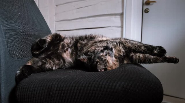 Tortoiseshell cat stratching lying on its back in a funny pose on a black chair at home. Funny pet wakes up, domestic animal, indoor lifestyle. High quality 4k footage.