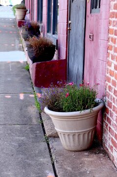 Row of flowerpots on sidewalk