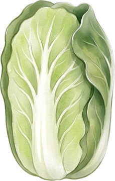 Fresh Chinese Cabbage Vegetable Watercolor Botanical Illustration