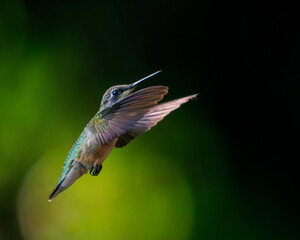 Ruby-throated Hummingbird inflight close up in dramatic lighting  © Steve