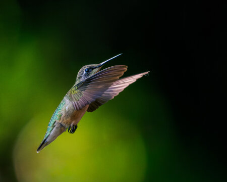 Ruby-throated Hummingbird inflight close up in dramatic lighting 