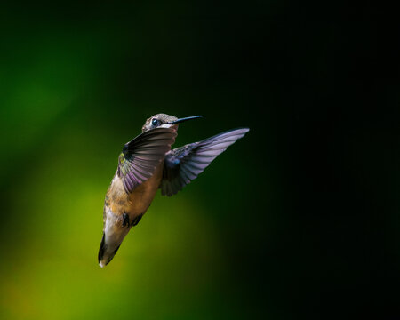 Ruby-throated Hummingbird inflight close up in dramatic lighting 