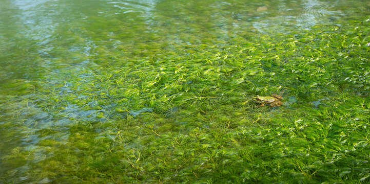Small green water frog resting camouflaged on a dense carpet of aquatic plants in clear pond