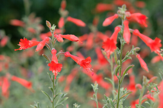 Red Epilobium canum, California fuchsia &lsquo;Dublin&rsquo; in flower.