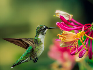 Ruby-throated Hummingbird sipping nectar from native  Coral Honeysuckle © Steve