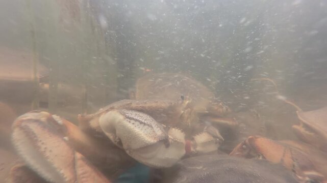 Lobster in market for sale 4k
