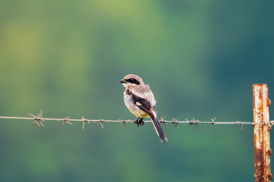 Threatened Loggerhead Shrike in classic pose on barbed wire fence ready to ambush large insects