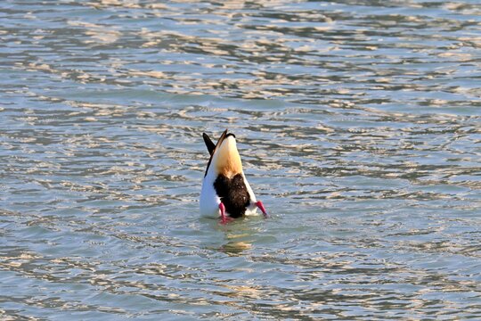 A white tern , Tadorna tadorna foraging underwater upside down in a salt pan near Calpe, Spain