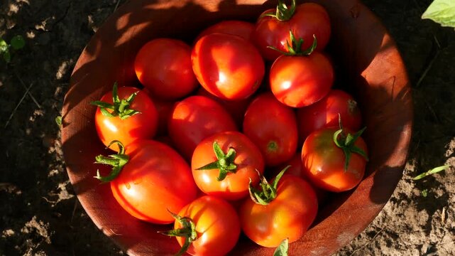 Freshly picked ripe tomatoes arranged on a wooden board in a vegetable garden. Tomato cultivation and harvesting, homegrown vegetables, seasonal farm produce, organic gardening, and healthy eating