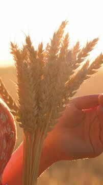 Female hands holding bundle of ripe wheat ears in golden field. Traditional farming symbol reflects agricultural heritage, rural traditions and enduring connection between generations and land.