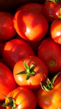 Freshly picked ripe tomatoes arranged on a wooden board in a vegetable garden. Tomato cultivation and harvesting, homegrown vegetables, seasonal farm produce, organic gardening, and healthy eating