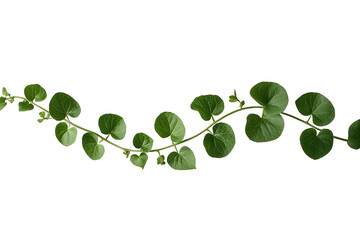 Obraz premium Long green leafy vine with round leaves