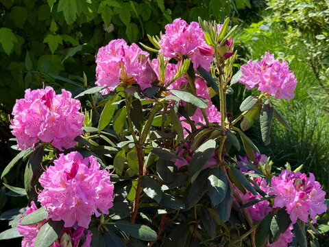 Beautiful Rhododendron blooming bush with bright pink flowers