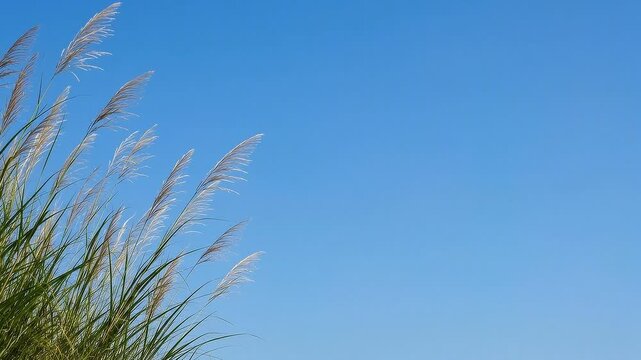 Tall Ornamental Grass Swaying in Breeze Against Clear Blue Sky, Natural Summer Landscape and Minimal Background with Wide Copy Space