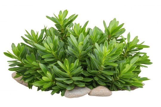 Dwarf pine also known as pinus mugo pumilio displaying green needles on a rock transparent background isolated