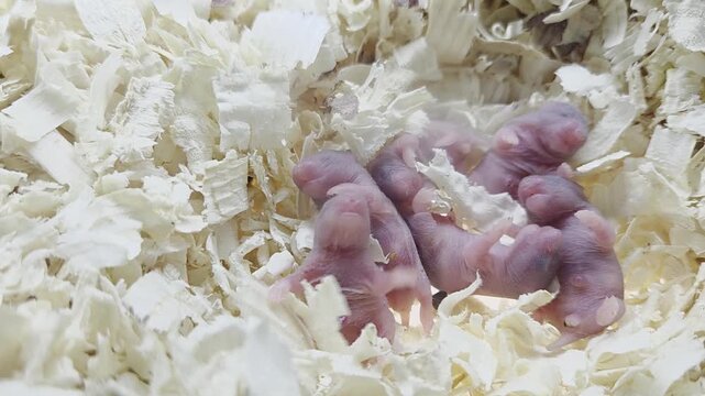 newborn rat pups are wriggling in a pile of wood shavings.