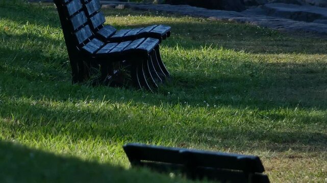 A park bench with long shadows stretching across the grass in the afternoon sun.
