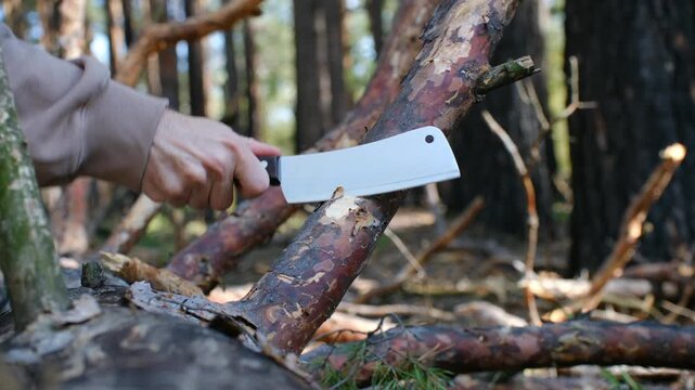 Close up of a man's hand chopping a dry pine tree branch with a large cleaver knife. Bushcraft survival concept showing the preparation of firewood for a campfire in a sunny forest