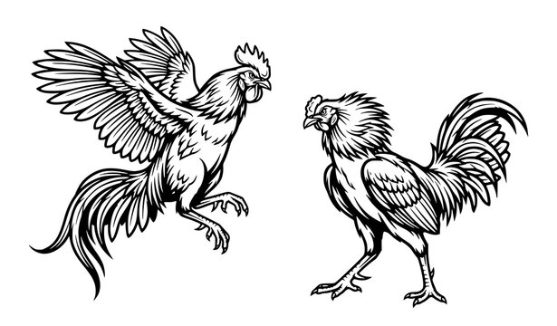 Dynamic fighting cocks rooster poultry animal vector illustration