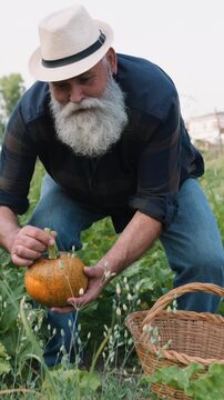 Senior farmer harvesting fresh organic pumpkin in his garden