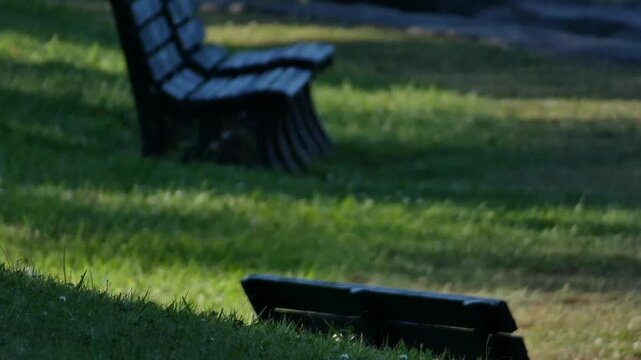 A park bench with long shadows stretching across the grass in the afternoon sun.
