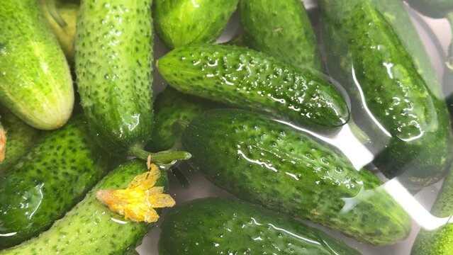 Fresh green cucumbers piled together on a clean surface, vibrant summer produce ready for culinary use, perfect for healthy eating themes