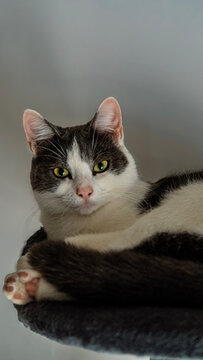 Cat - Boubou