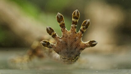Fototapeta premium Macro close up of a gecko foot pressed against glass.