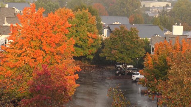 Heavy Rain Falling in Autumn Day. Rainy Autumn Landscape in Park, Bad Windy Weather, Sad Mood. Colorful Autumn Leaf Trees. Vibrant Red Maple Leaves. Heavy Rain Pouring Down on Roof of House.