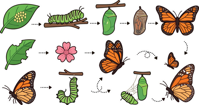 Monarch Butterfly Life Cycle Vector Infographic Set Showing Egg Caterpillar Chrysalis Pupa and Adult Stages for Science Biology and Nature Education Designs