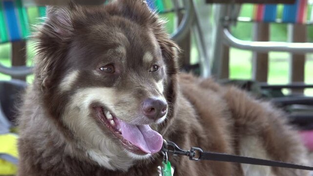 Dog on leash relaxing in summer heat
