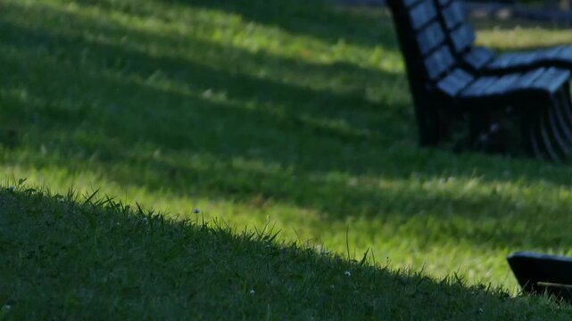 A park bench with long shadows stretching across the grass in the afternoon sun.
