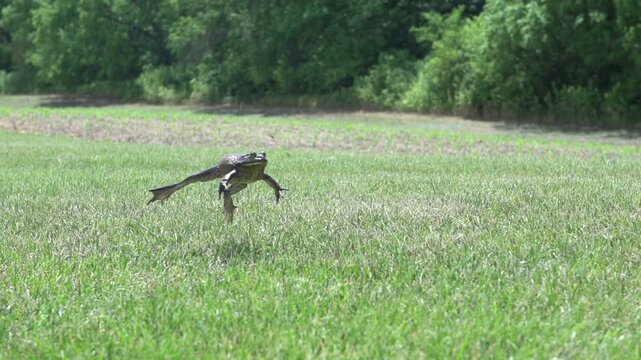 Frog jumping through grass

