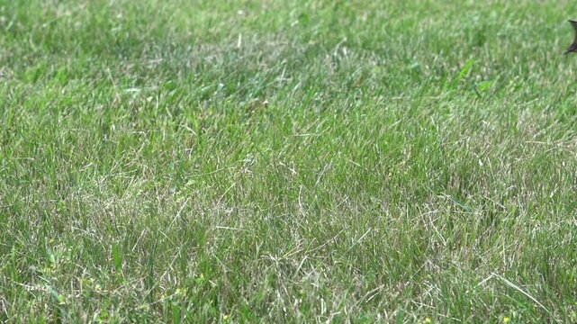 Frog jumps in grass close up
