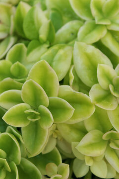 Bright green succulent leaves forming a dense botanical pattern for natural eco designs
