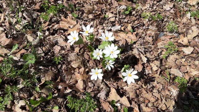 Bloodroot flowers 