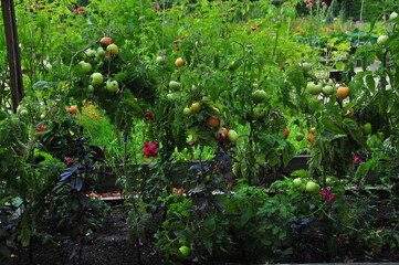 Lush vegetable garden filled with tomato plants, green foliage, and clusters of ripening fruit growing among other cultivated plants. Organic gardening and horticulture concept featuring biodiversity, © Marina P.