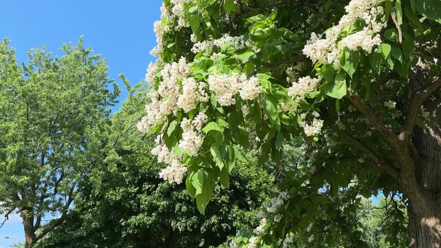 Flowering Northern Catalpa 