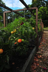 Fototapeta premium Lush tomato plants growing along a wooden trellis in a cultivated vegetable garden with ripening fruits and dense green foliage. Home gardening and horticulture concept featuring seasonal harvest
