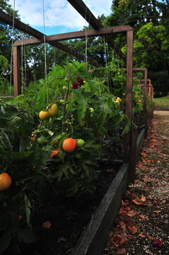 Lush tomato plants growing along a wooden trellis in a cultivated vegetable garden with ripening fruits and dense green foliage. Home gardening and horticulture concept featuring seasonal harvest