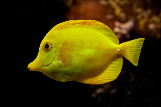 Zebrasoma flavescens, El pez cirujano amarillo.