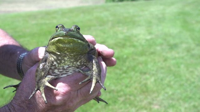 Large frog held in hand slow motion
