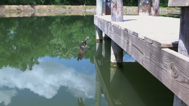 Frog jumping into pond slow motion
