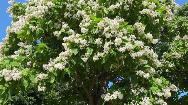 Flowering Northern Catalpa 