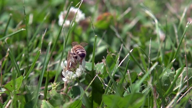 Bee on flower takes off in slow motion
