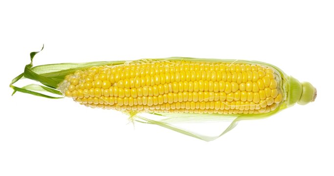 Cob of corn with green leaves isolated on white background, clipping path