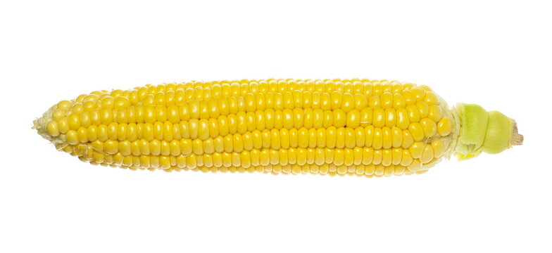 Fresh corn cob isolated on white background, clipping path