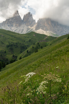 Italy, Sassolungo mountain massif above green alpine meadows under dramatic clouds