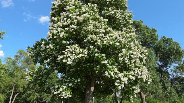 Flowering Northern Catalpa 